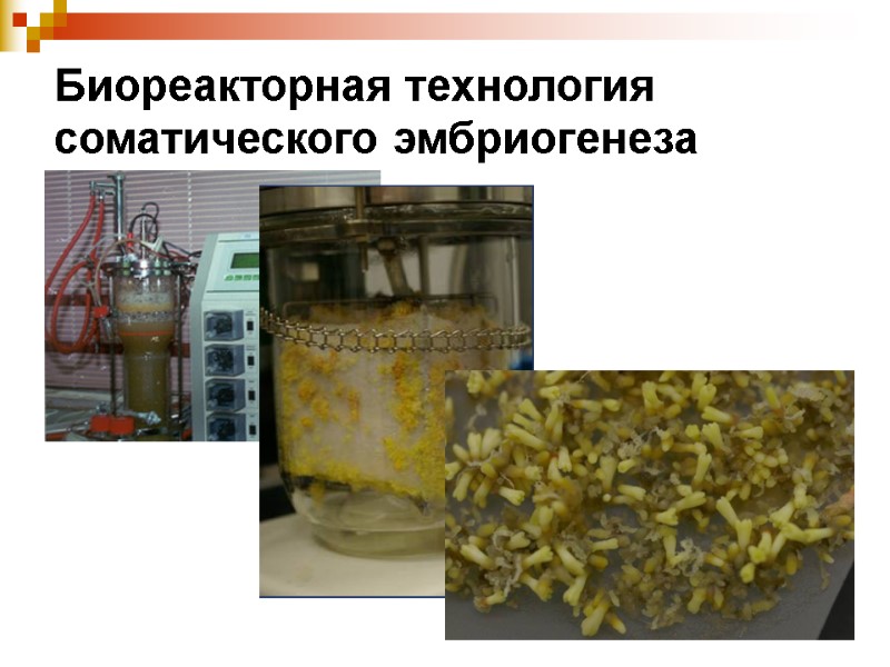 Биореакторная технология соматического эмбриогенеза